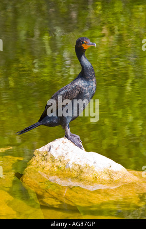 Double-crested Cormorant perché sur un rocher. Phalacrocorax auritus Banque D'Images