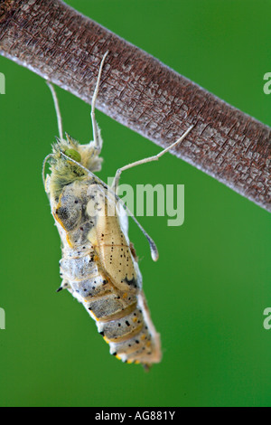 Papillon blanc du chou Pieris brassicae des profils qui sortent d'chrysalide Espagne Banque D'Images