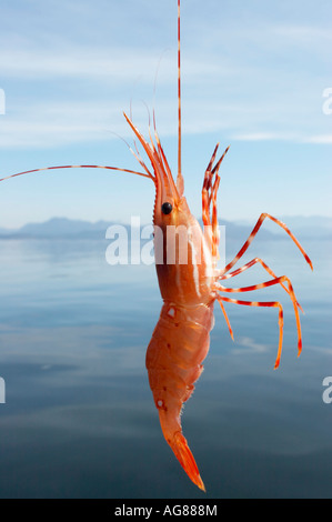 Crevettes récoltées sur place par la pêche de loisir Sunshine Coast British Columbia Canada Banque D'Images