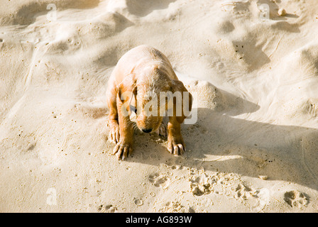 Chiot Labrador sur la plage. Banque D'Images