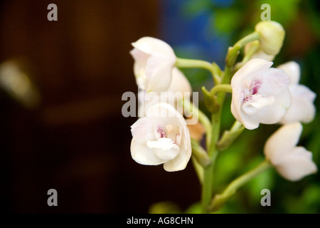 Peristeria elata ou Saint-esprit fleur est la fleur nationale du Panama Banque D'Images