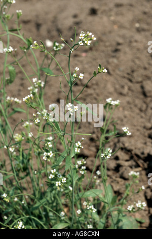 Mouse-ear cress, l'arabette de thalius, Mur-cress (Arabidopsis thaliana), la floraison, l'Allemagne, Rhénanie du Nord-Westphalie Banque D'Images