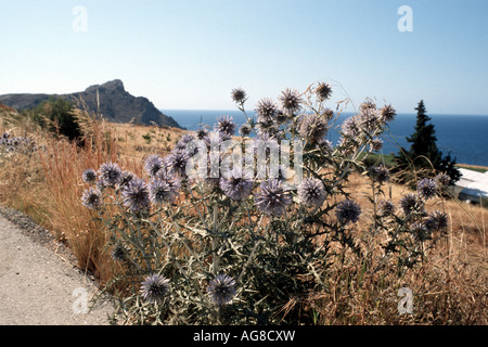 Spinosissimus (Echinops Echinops spinosissimus), la floraison, la Grèce, le Creta Banque D'Images