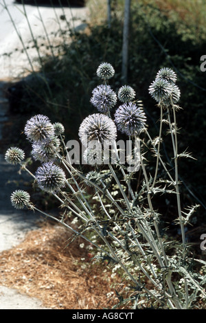 Spinosissimus (Echinops Echinops spinosissimus), la floraison, la Grèce, le Creta Banque D'Images