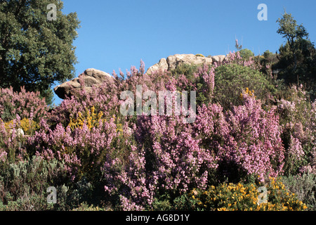 L'Espagnol heath (Erica australis), arbustes en fleurs, l'Espagne, l'Andalousie Banque D'Images