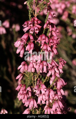 L'Espagnol heath (Erica australis), détail de l'inflorescence, Andalousie, Espagne Banque D'Images