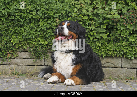 Bernois (Canis lupus f. familiaris), couché seul animal, Allemagne Banque D'Images
