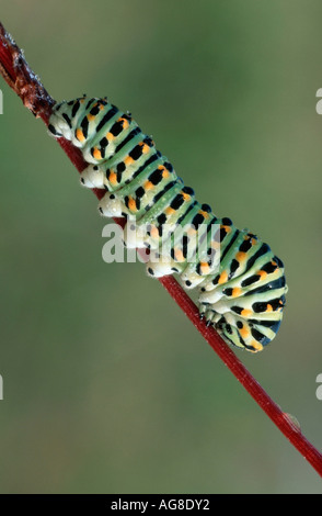 Swallwotail, Caterpillar, (Papilio machaon) Banque D'Images