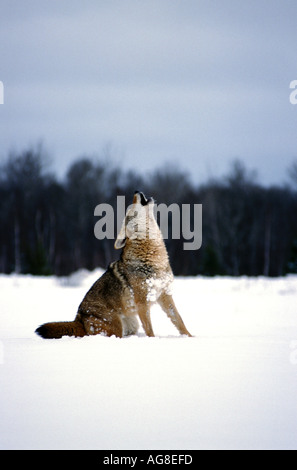 Coyote Canis latrans howling in snow Banque D'Images