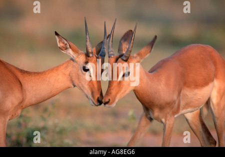 Les impalas, les jeunes hommes, Kruger National Park, Afrique du Sud / (Aepyceros melampus) Banque D'Images