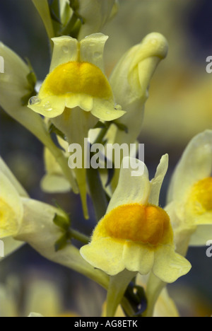 Linaire vulgaire, la linaire jaune, ramsted, le beurre et les oeufs (Linaria vulgaris), fleurit avec dewdrops, France, Lorraine Banque D'Images