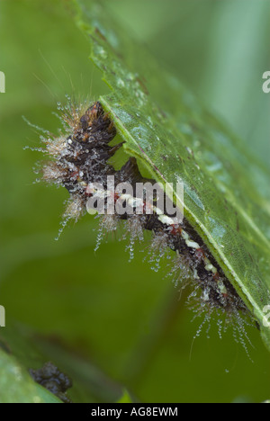 L'herbe (Acronicta rumicis knot, Apatele rumicis), Caterpillar, France, Lorraine Banque D'Images