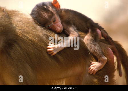 Le babouin Hamadryas Papio hamadryas cyncocephalus Banque D'Images