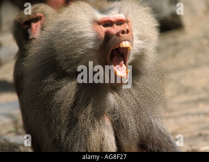 Le babouin Hamadryas Papio hamadryas cyncocephalus Banque D'Images