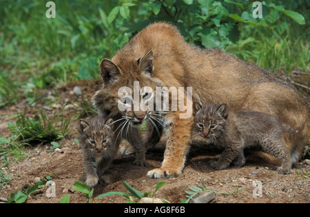 Lynx roux Lynx rufus mère et oursons en captivité en dehors de den Banque D'Images