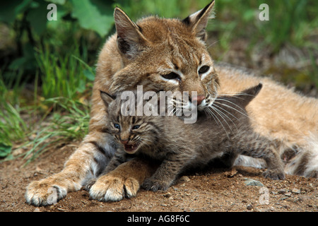 Lynx roux Lynx rufus mère captive et cub Banque D'Images