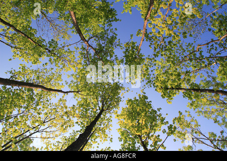 Érable de Norvège (Acer platanoides), la forêt au printemps, Suisse, Zuercher bernois Banque D'Images