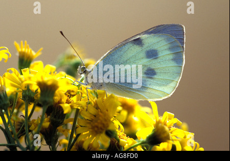 Grand Papillon Blanc Pieris brassicae Banque D'Images