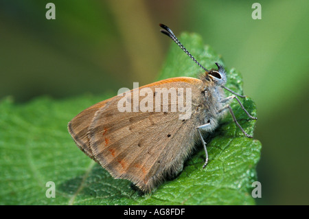 Petit papillon Lycaena cuivre adultes phlaeus Banque D'Images