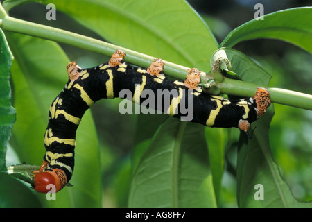 Frangipani Hawk Moth Caterpillar Pseudosphinx tetrio Tobago Banque D'Images