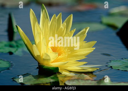 Nénuphar (Nymphaea / spec.) Banque D'Images