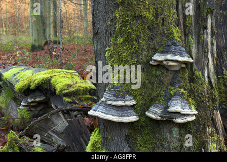 Hoof champignon, Amadou Fomes fomentarius (support), des organes de fructification sur le tronc mort, Allemagne, Sarre Banque D'Images