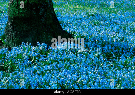 Squill sibérien / (Scilla sibirica) Banque D'Images