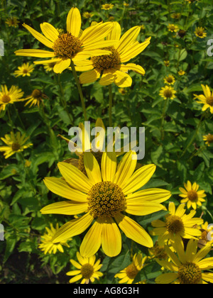 Ox-eye (tournesol Heliopsis helianthoides var. scabra), blooming Banque D'Images