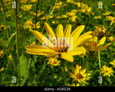 Ox-eye (tournesol Heliopsis helianthoides var. scabra), inflorescence Banque D'Images