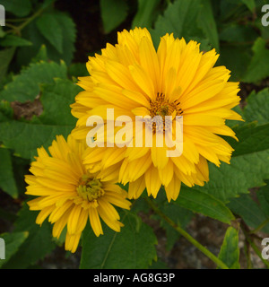 Ox-eye (tournesol Heliopsis 'Goldgruenherz Goldgruenherz', Heliopsis Heliopsis helianthoides var. scabra,), l'inflorescence Banque D'Images