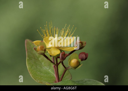 Tutsan (Hypericum androsaemum), fleur Banque D'Images