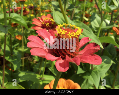 Zinnia, jeunes et vieux, age Zinnia Zinnia elegans (commune), l'inflorescence Banque D'Images