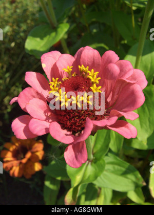 Zinnia, jeunes et vieux, age Zinnia Zinnia elegans (commune), l'inflorescence Banque D'Images