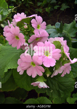 Primerose allemand, Poison (Primula obconica Primerose), blooming Banque D'Images