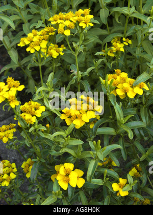 Marigold menthe mexicaine, l'espagnol, l'estragon estragon sauvage (Tagetes lucida), blooming Banque D'Images
