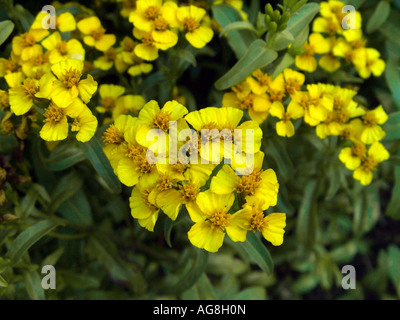 Marigold menthe mexicaine, l'espagnol, l'estragon estragon sauvage (Tagetes lucida), blooming Banque D'Images