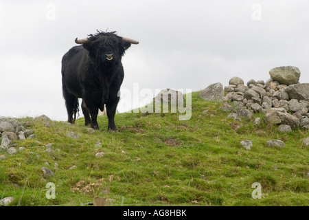 Un grand noir highland taureau avec un anneau dans le nez garde son territoire sur une colline par un mur de pierre en Ecosse Banque D'Images