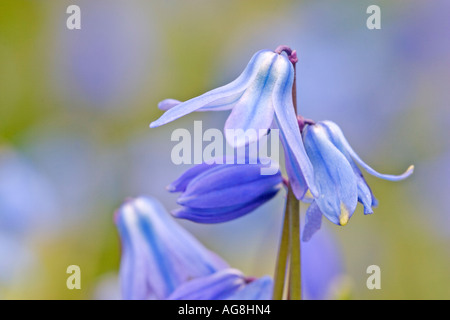 Squill sibérien / (Scilla sibirica) Banque D'Images