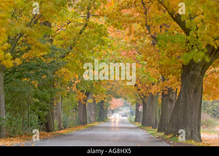 Avenue de l'automne, Bielefeld, Rhénanie-du-, Allemagne Banque D'Images