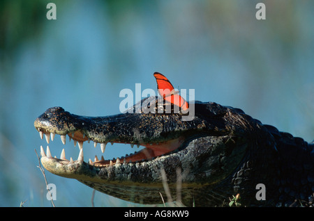 Caiman paraguayennes et Butterfly, Pantanal, Brésil / (Caiman crocodilus yacare), (Dryas julia) Banque D'Images