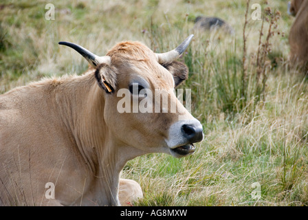Une vache dans un champ en Auvergne France Banque D'Images