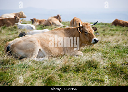 Vaches dans un champ en Auvergne France Banque D'Images