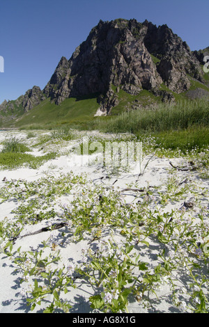 Isolé et sauvage plage de sable près de Andenes, Vesterålen sans petrole, la Norvège. Banque D'Images