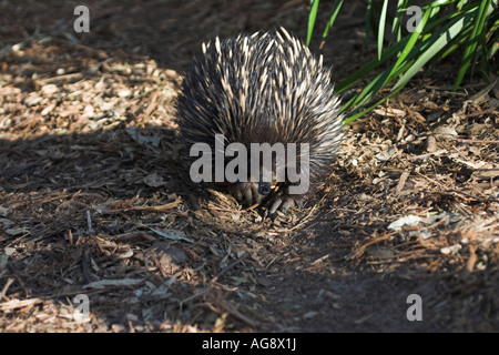 Échidné à nez court, Tachyglossus aculeatus, seul quelques adultes Banque D'Images
