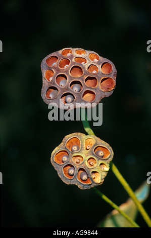 Fruits lily Lotus Banque D'Images