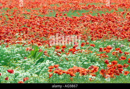 Coquelicots rouges massés dans champ de Surrey Banque D'Images