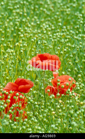 Coquelicots dans le champ de lin Banque D'Images