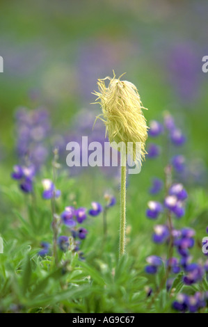 De l'Ouest Seedhead Anemone Anemone occidentalis et lupin Paradise Mount Rainier National Park Washington Banque D'Images