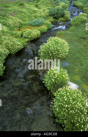 Flux bordée de fleurs sauvages Paradise Mount Rainier National Park Washington Banque D'Images