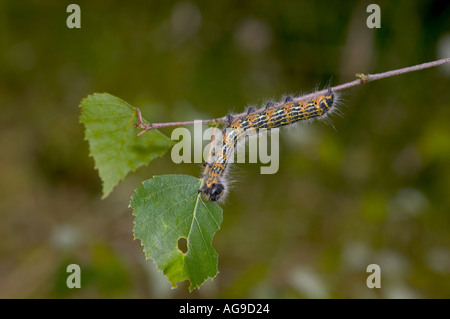 Astuce Buff (Phalera bucephala) Larve sur le bouleau verruqueux Potton Bedfordshire Banque D'Images